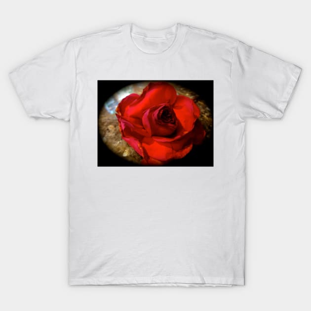 Red Rose 111 T-Shirt by jennyleeandjim